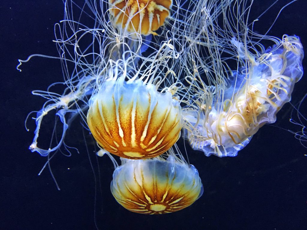 Jellyfish swimming together underwater. Colorful and transparent with intertwined tentacles